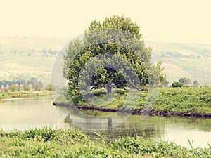 Big old tree on a riverbank.