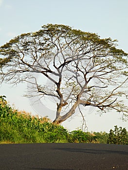 Big old tree beside roa in somewhere