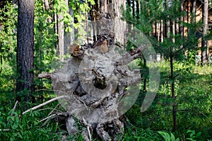Old tree root in the forest photo