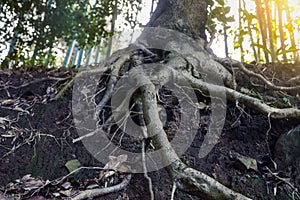 Big old tree roots