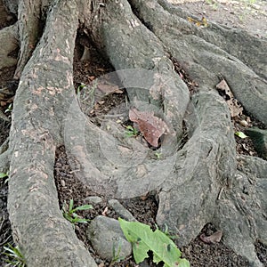 big old tree roots