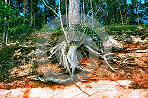 Old tree roots