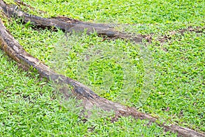 Big old tree roots on green grass field