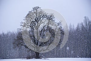 Big old tree on snow covered field, during heavy snowfal