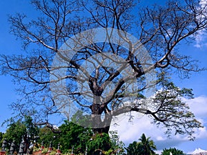 Big And Old Tree Of Sterculia Foetida Or Kepuh Grows Around The Grave Area Of Patemon Village