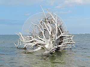 Old tree trunk and roots fallen over in river