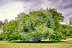 Big old tree under clouds. Schwerin, Germany