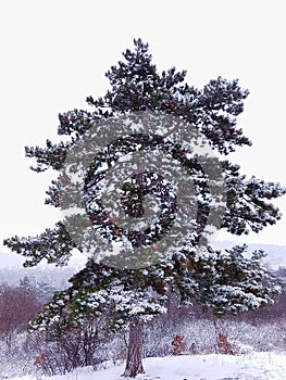 A big old tree at winter