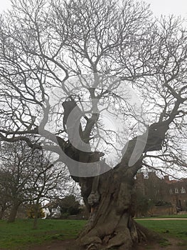 Big old tree winter season