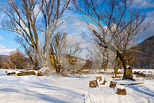 Big old trees in winter forest