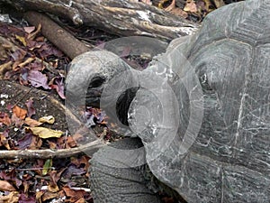 A big old turtle is crawling on dry leaves in the park. Only the head and part of the carapace are visible