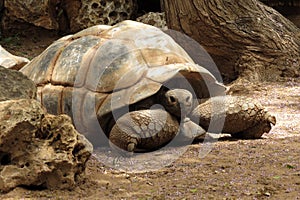 Big old Turtle. In Safari Ramat Gan, Israel