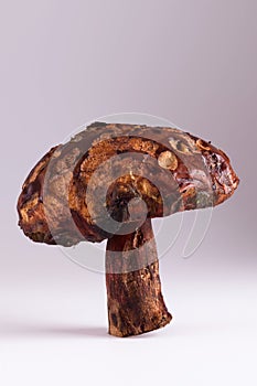 Big old weared down damaged mushroom