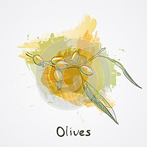 Big olive branch sketch vector illustration, olives hand drawn isolated, vintage olive tree with leaves with watercolor