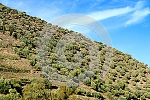 Big olive grove on a slope near Porto