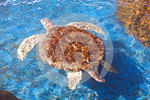 Big Olive Ridley turtle is swimming below the sea water surface in a large pond at the marine aquatic conservation center