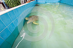 Top view of Big Olive Ridley turtle is swimming in a large pond, focus selective photo