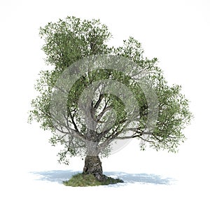 big olive tree 3d illustrated