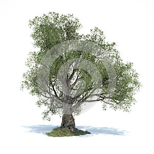 big olive tree 3d illustrated photo