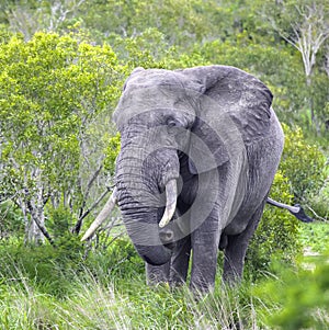 Big one bull African savanna elephant feeds in the bush