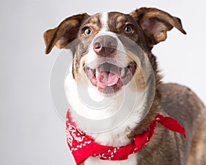 Big open mouth grin and floppy ears on a brown and white mutt photographed in the studio