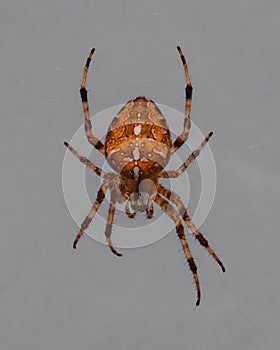 Big orange and brown spider with a cross on back