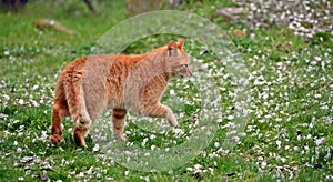 a big orange cat on the grass covered in petals