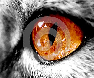 Big orange cat`s eye, zoom