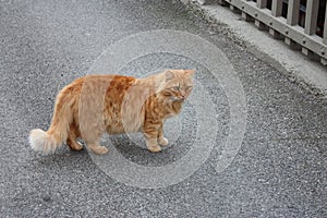 Big orange cat walks in the middle of the asphalt road with arrogance
