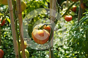 Big orange fleshy of beefsteak tomato growing on a stem.