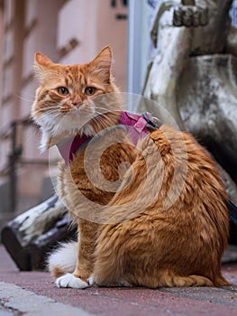 Big Orange Ginger Tom Cat on a City Street