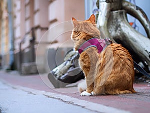 Big Orange Ginger Tom Cat on a City Street