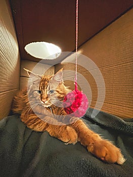 big orange maine coon cat playing with a ball of wool in a cardboard box