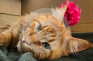 big orange maine coon cat playing with a ball of wool in a cardboard box