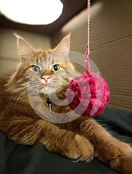 big orange maine coon cat playing with a ball of wool in a cardboard box