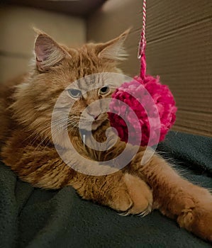 big orange maine coon cat playing with a ball of wool in a cardboard box