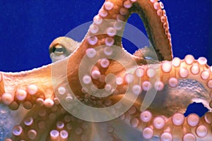 Big orange Octopus close up