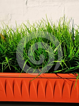 Big orange pot with green grass