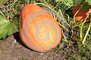 Big Orange pumpkin in the garden on the soil.