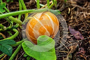 Big orange pumpkin growing on bed in garden, harvest organic vegetables