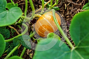 Big orange pumpkin growing on bed in garden, harvest organic vegetables