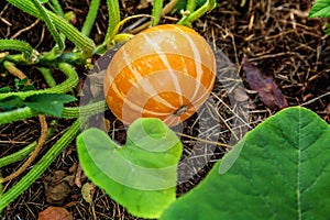 Big orange pumpkin growing on bed in garden, harvest organic vegetables