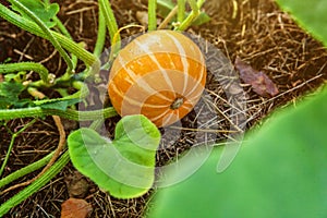 Big orange pumpkin growing on bed in garden, harvest organic vegetables. Autumn fall view on country style. Healthy food vegan