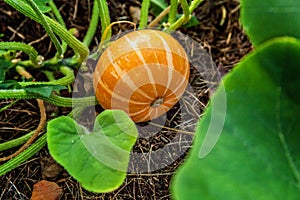 Big orange pumpkin growing on bed in garden, harvest organic vegetables. Autumn fall view on country style. Healthy food vegan