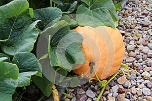 Big orange pumpkin growing on bed in garden, harvest organic vegetables. Autumn fall view on country style. Healthy food vegan