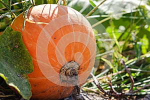 Big orange pumpkin growing on bed, harvest pumpkin, pumpkin for baby food close up