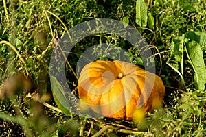 Big orange pumpkin in sharp sunlight lying on a field
