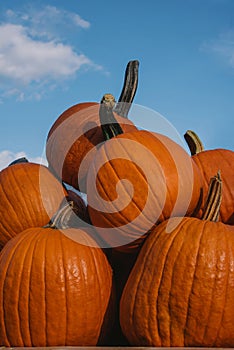 Big orange pumpkins against blue sky on a farmers stand