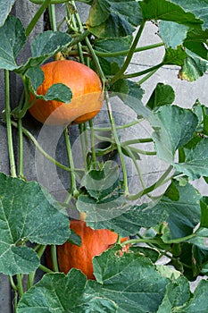 Big orange pumpkins hang at gray wall. Harvest, autumn, home grown