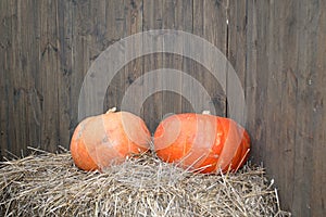 Big orange pumpkins on a haystack on wooden wall background for Halloween.
